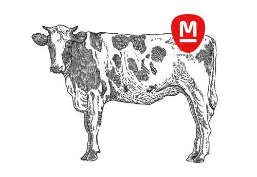 Cow drawing